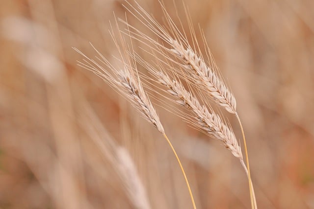agriculture