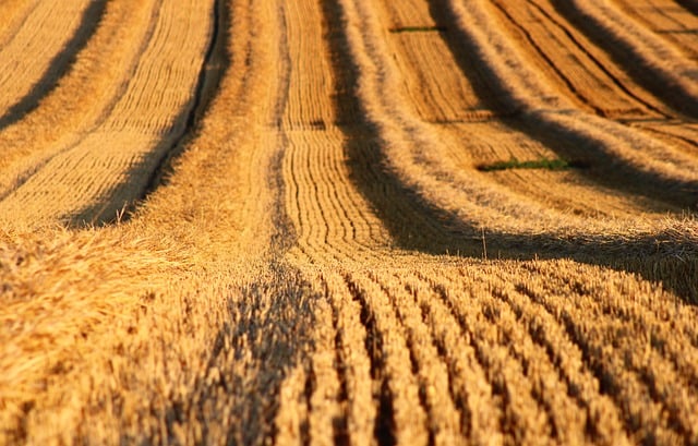 agriculture-640x480-80034670.jpeg