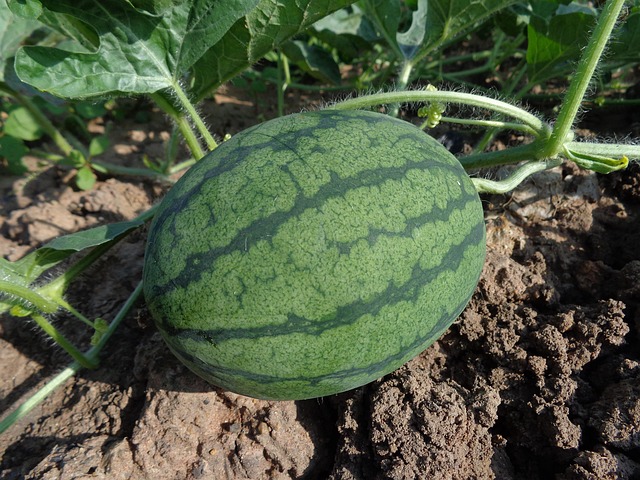 agriculture
