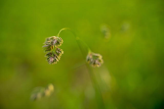 allergy-640x480-48898274.jpeg