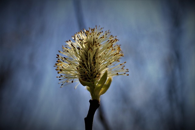 allergy