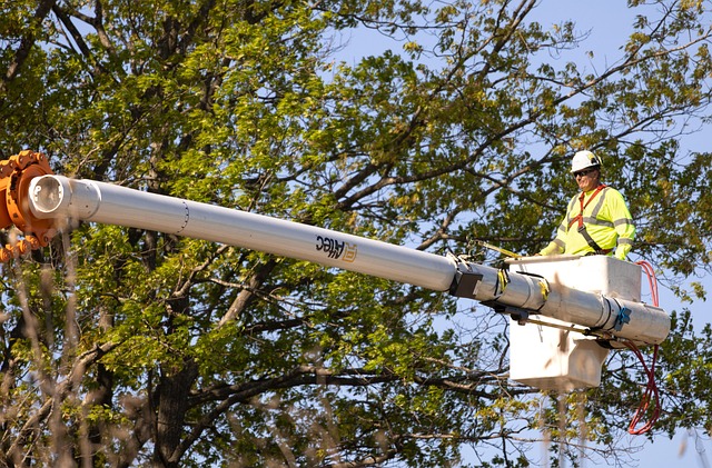 Arborist Eugene Oregon