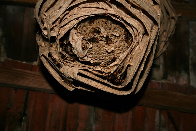 Attic Ventilation Secrets: Preventing Mold Growth Effectively