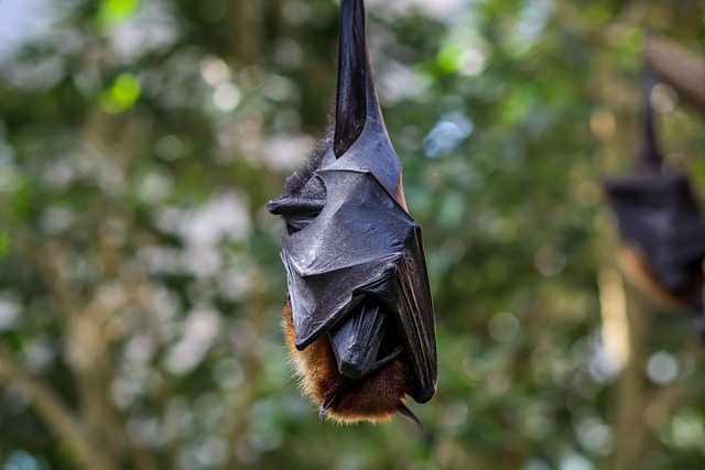 bat