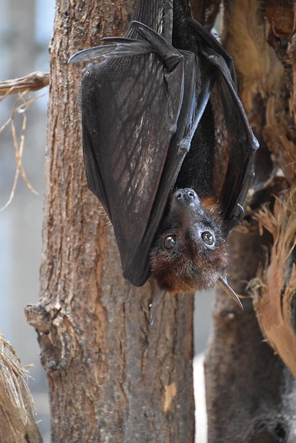 bat