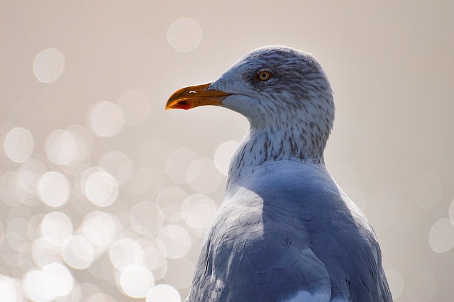 birds