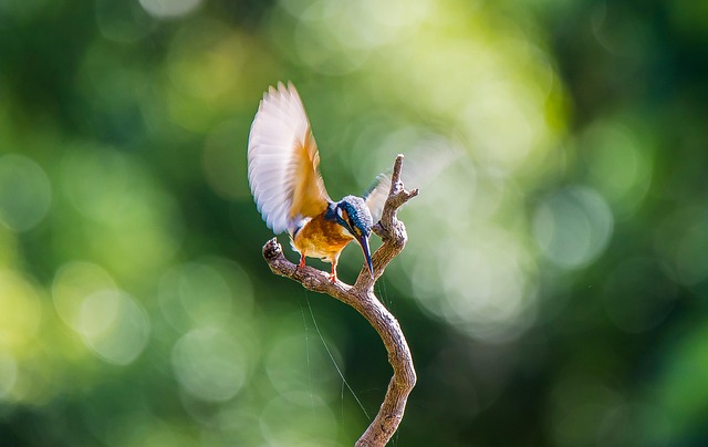 birds-640x480-13962222.jpeg