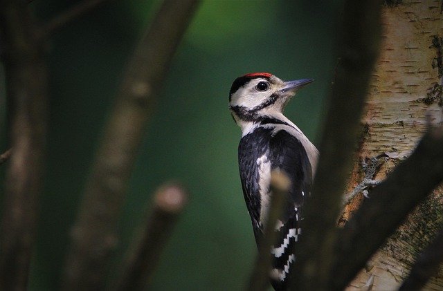 birds