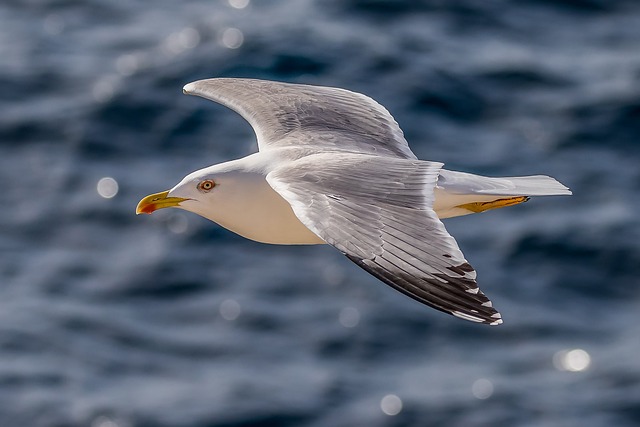 birds-640x480-43213805.jpeg