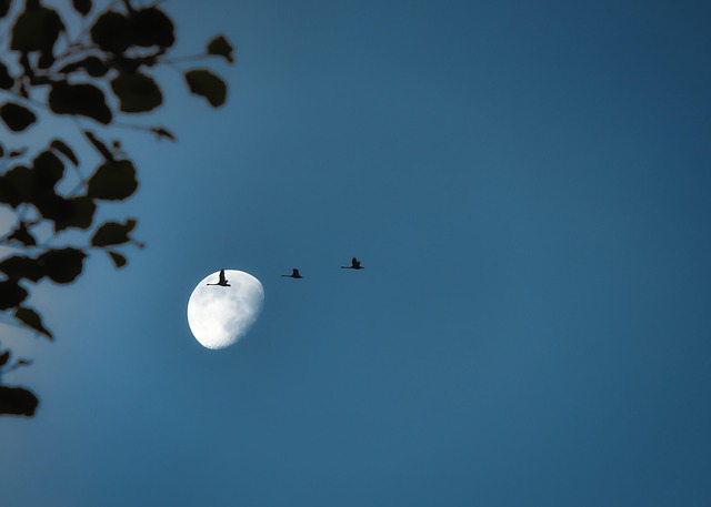 birds
