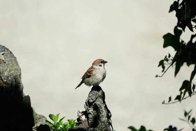 birds
