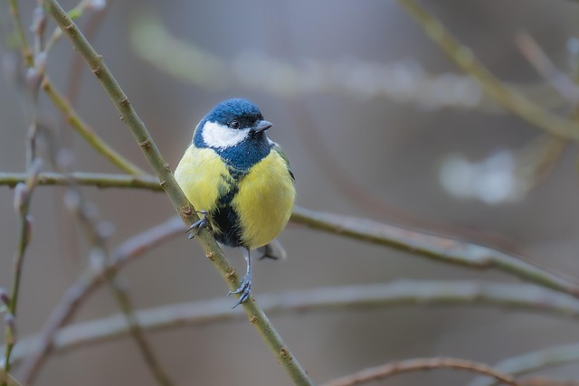 birds-640x480-75779981.jpeg