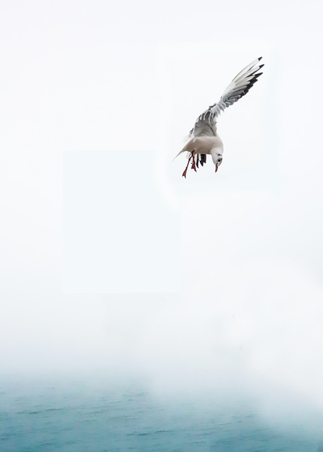 birds