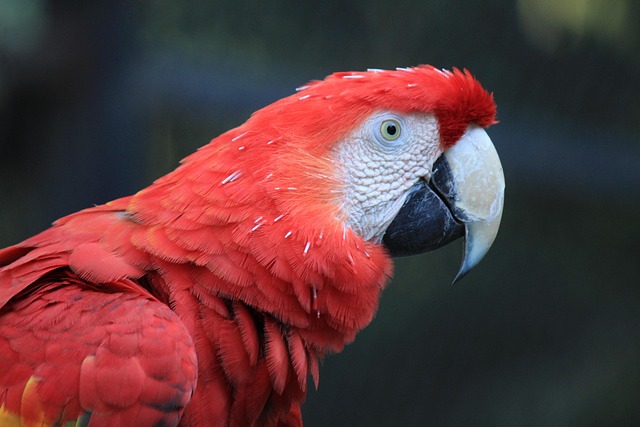 birds