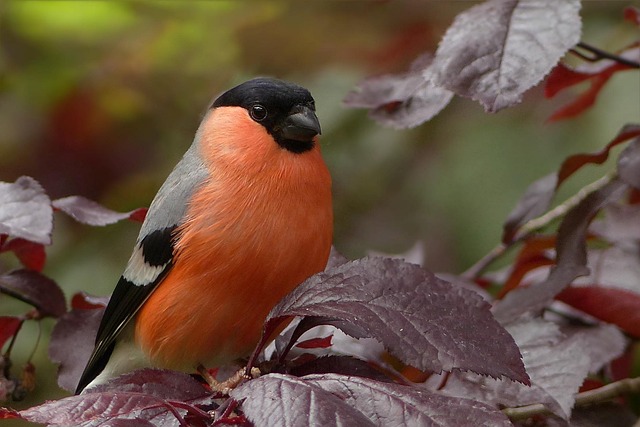 birds