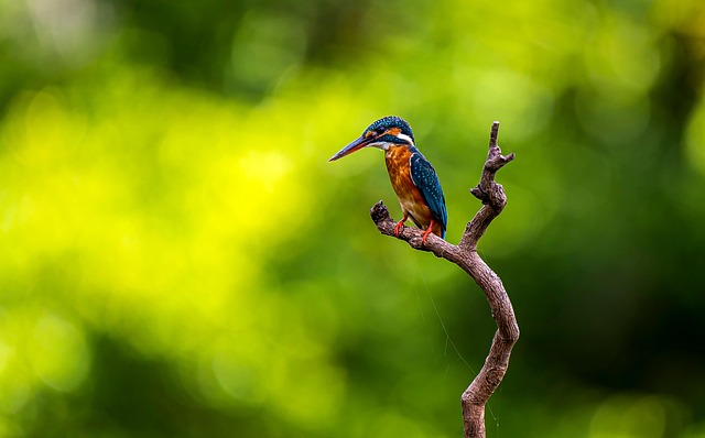 birds-640x480-89257514.jpeg