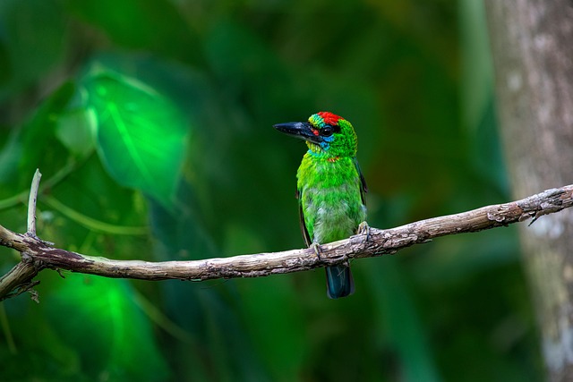birdwatching