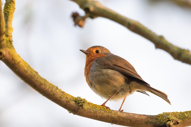 birdwatching-640x480-27874802.jpeg