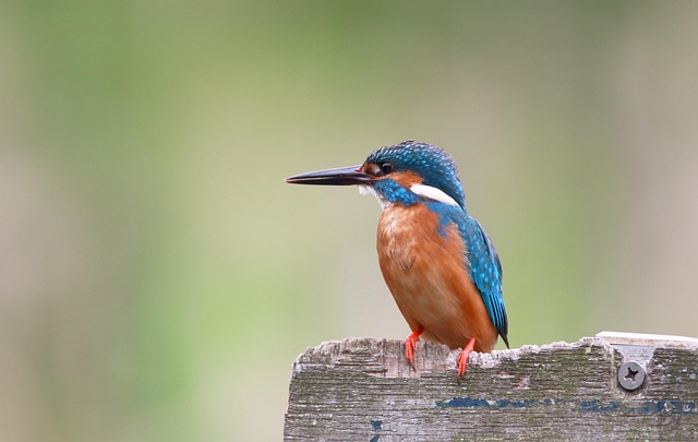 birdwatching