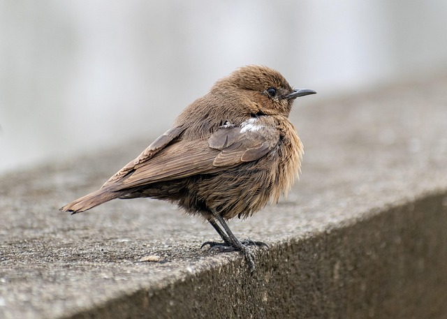 birdwatching