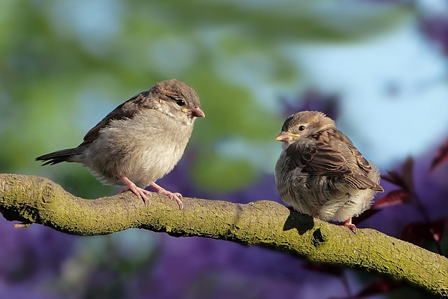 birdwatching