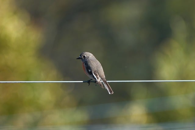 birdwatching-640x480-41462179.jpeg