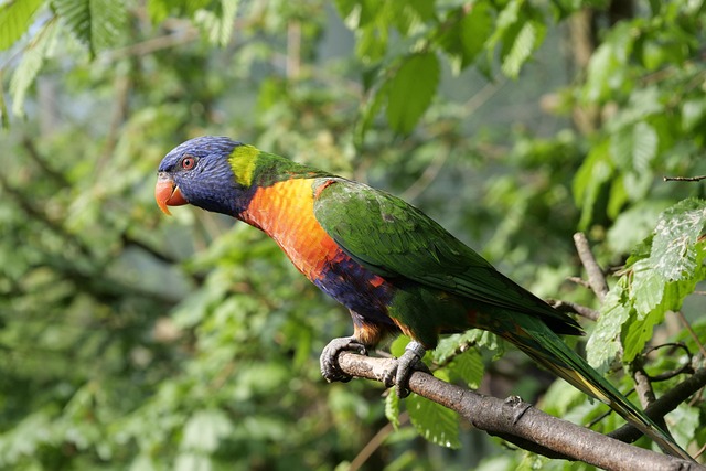 birdwatching-640x480-61843212.jpeg