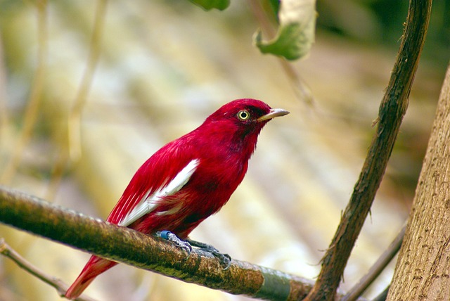 birdwatching