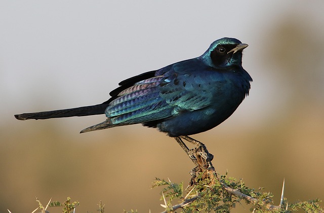 birdwatching