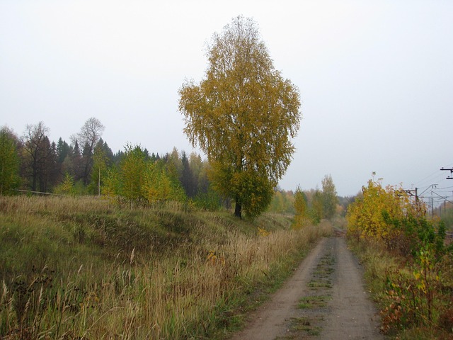 bypass
