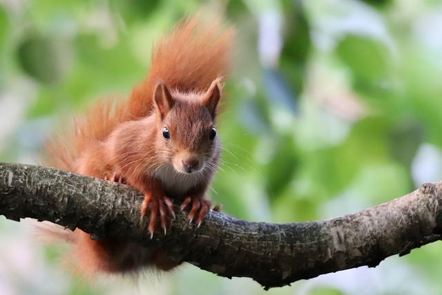 Climbing