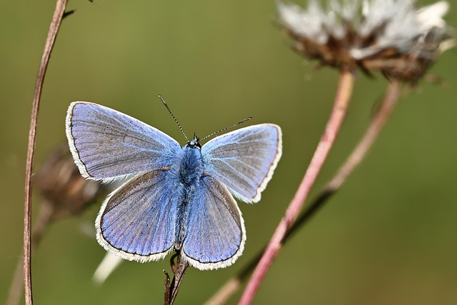 common