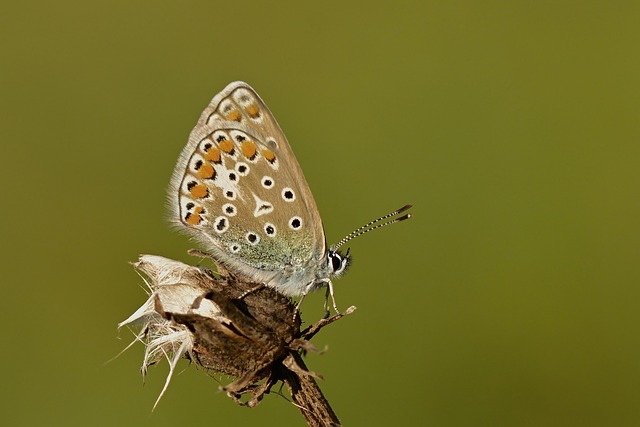common