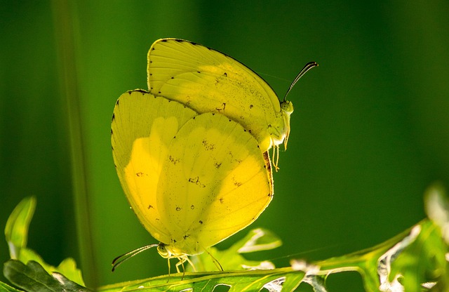 common