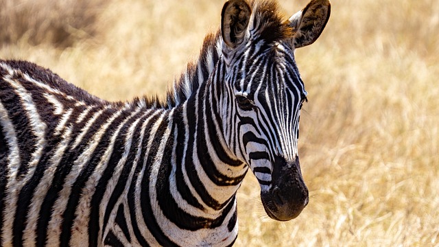 conservation
