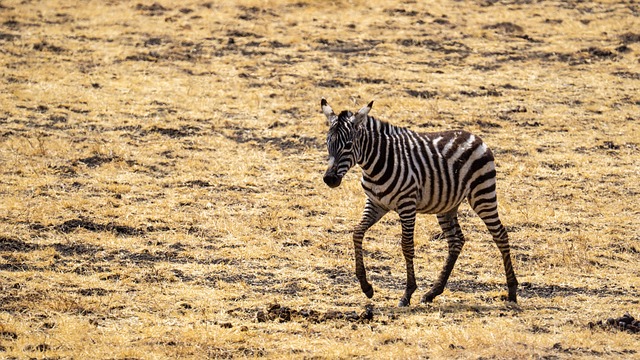 conservation