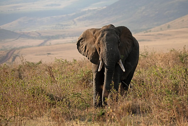 conservation-640x480-3762734.jpeg