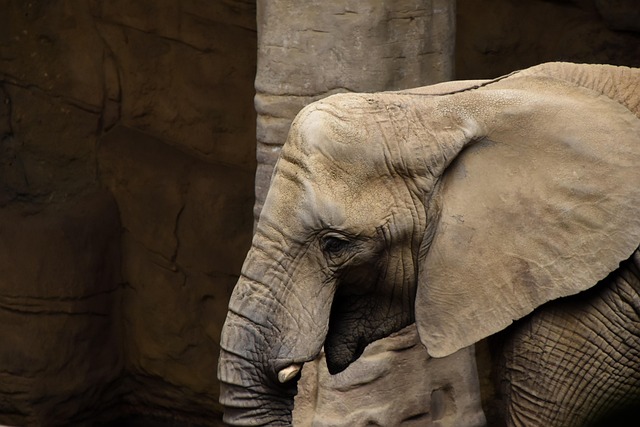 conservation