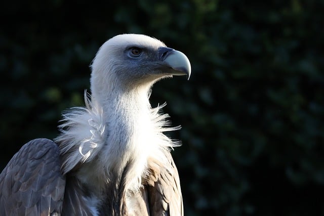 conservation
