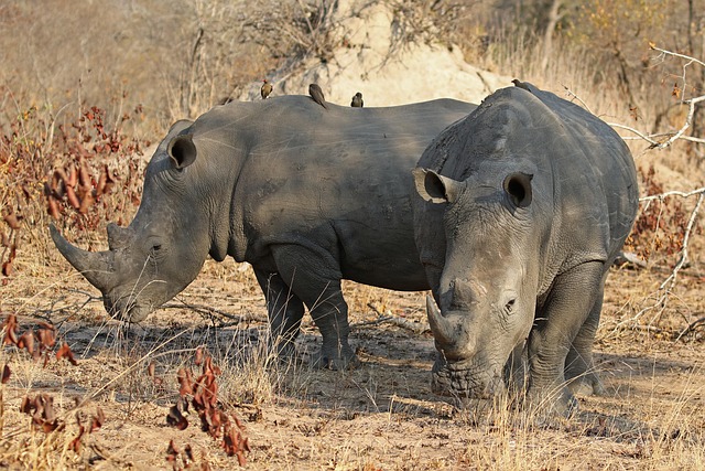 conservation