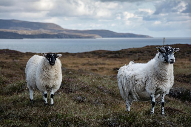 couple-640x480-51076186.jpeg