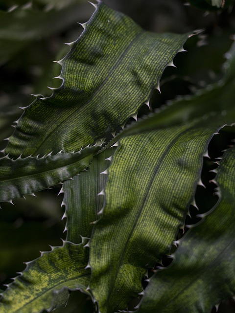 defense