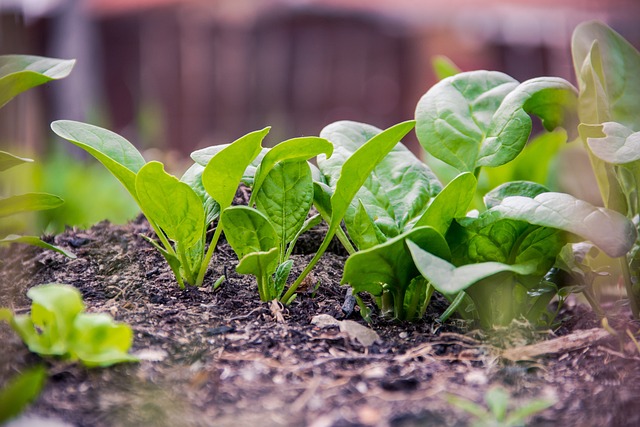Sustainable Landscaping: Efficient Systems & Eco-Friendly Materials for Water Conservation