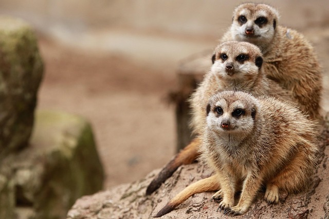 family-640x480-54677173.jpeg