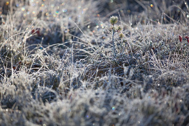 field
