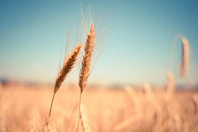 field