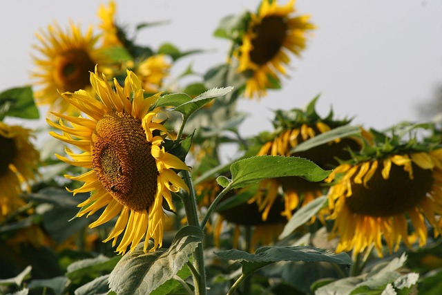 field