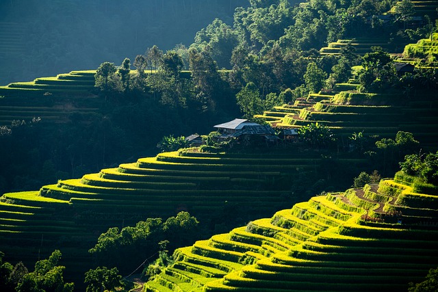 field