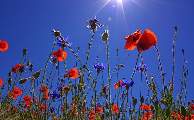 field-640x480-41400305.jpeg