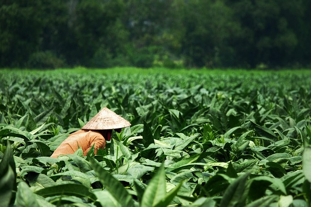 field